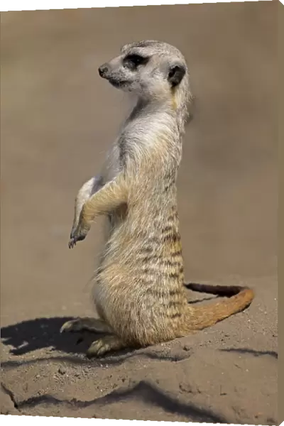 Meerkat -Suricata suricatta-, adult alert, upright, Little Karoo, Western Cape, South Africa