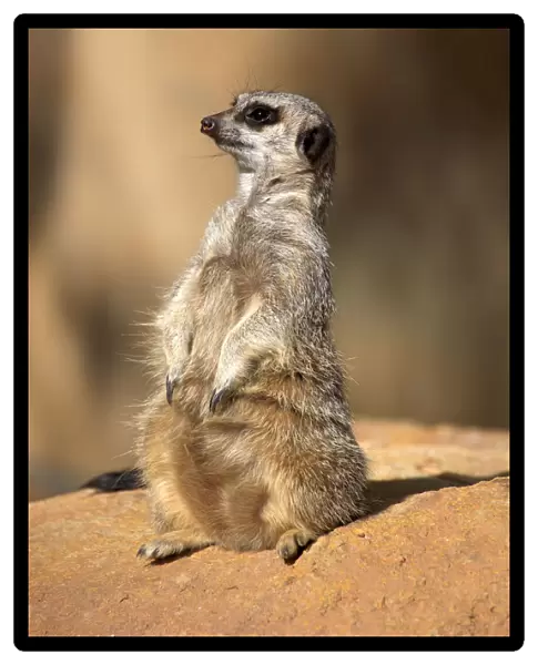 Meerkat -Suricata suricatta-, juvenile on rock, alert, Little Karoo, Western Cape, South Africa