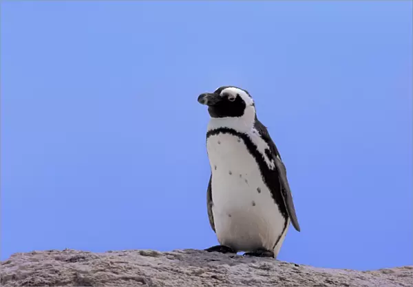 African Penguin -Spheniscus demersus-, adult on rock, Boulders Beach, Simons Town, Western Cape, South Africa
