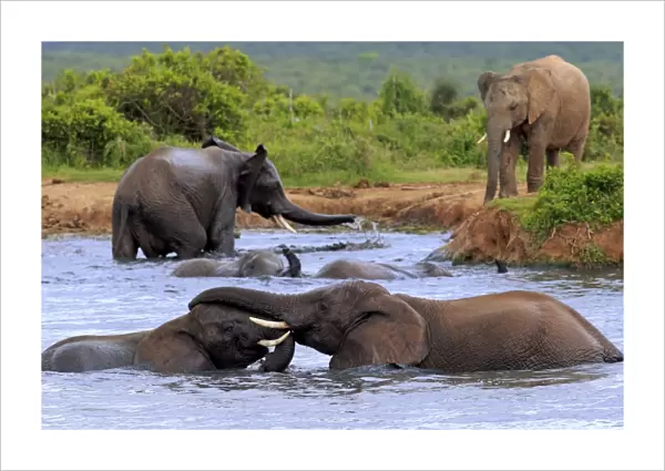 African elephant -Loxodonta africana- elephants bathing in the water, social behavior, group, Addo Elephant National Park, Eastern Cape, South Africa
