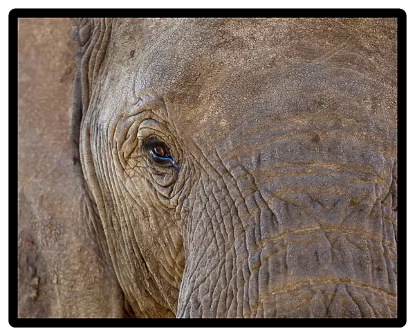 Elephant -Loxodonta africana-, South Africa