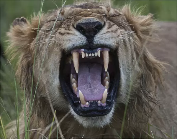 Lion -Panthera leo-, yawning, Msai Mara, Kenya
