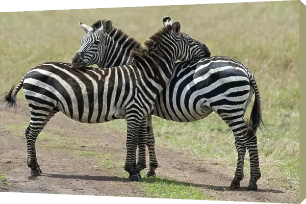 Plains Zebra -Equus quagga burchelli-, typical position for mutual insect repellent, Msai Mara, Kenya