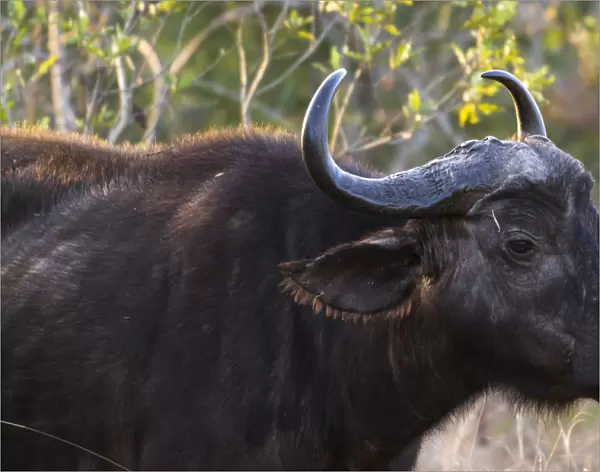 African Buffalo or Cape Buffalo -Syncerus caffer- with a Red-billed Oxpecker -Buphagus erythrorhynchus-, on its head, Kruger National Park, South Africa