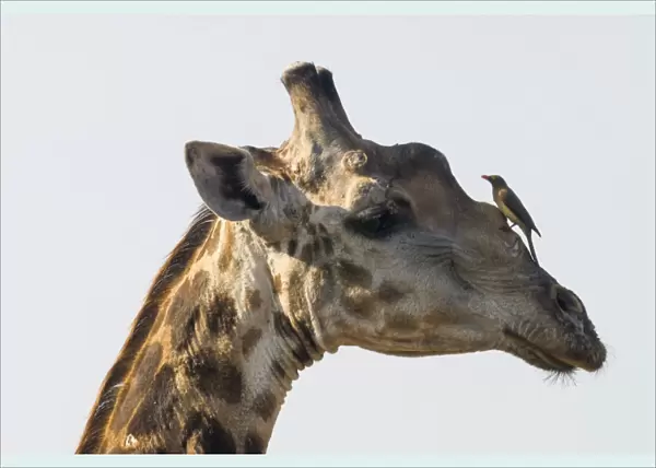 Giraffe -Giraffa camelopardalis- with a Red-billed Oxpecker -Buphagus erythrorhynchus- on its head, Kruger National Park, South Africa