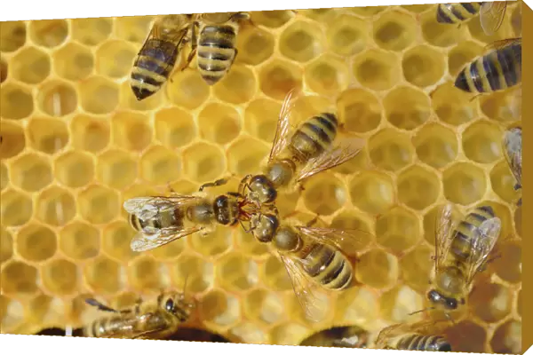 Honey Bee -Apis mellifera var carnica- being fed by two other bees