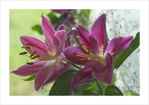 Two Lilies -Lilium-, flowers
