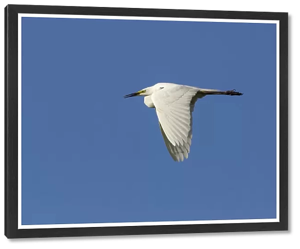 Great Egret -Ardea alba-, in flight against a blue sky, North Hesse, Hesse, Germany