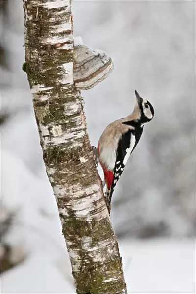Great Spotted Woodpecker -Dendrocopos major- on a tree with tree mushrooms, near Lake Federsee, Baden-Wuerttemberg, Germany, Europe
