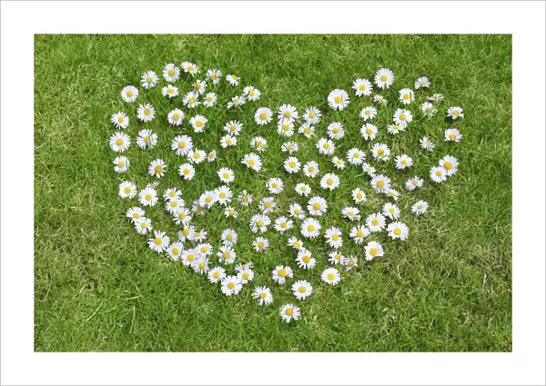 Heart made of daisies on lawn