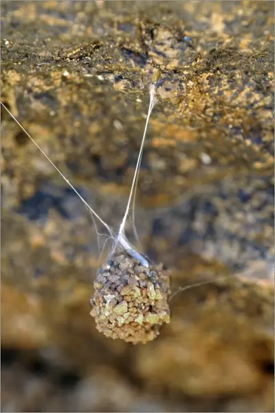 Suspended spider cocoon, Goegap Nature Reserve, Namaqualand, South Africa, Africa