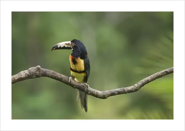 Collared Aracari -Pteroglossus torquatus-, Costa Rica, Central America