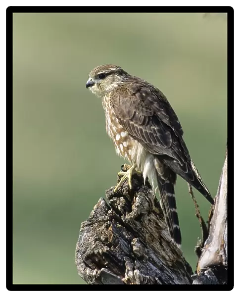 Merlin -Falco columbarius-, female, USA
