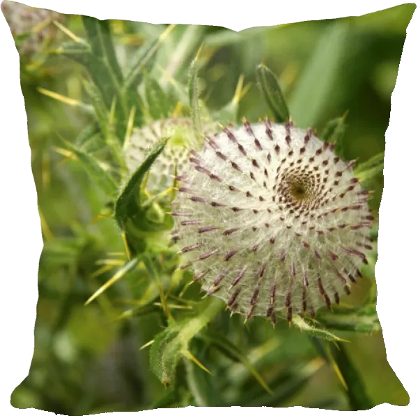Scotch Thistle or Cotton Thistle -Onopordum acanthium-, Switzerland, Europe