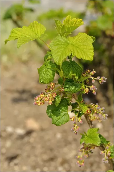 Inflorescence of the red currant -Ribes rubrum-, Europe