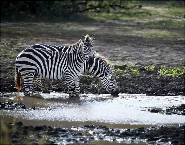 Burchells Zebra -Equus quagga-, drinking from a waterhole, Lake Manyara National Park, Tanzania, Africa
