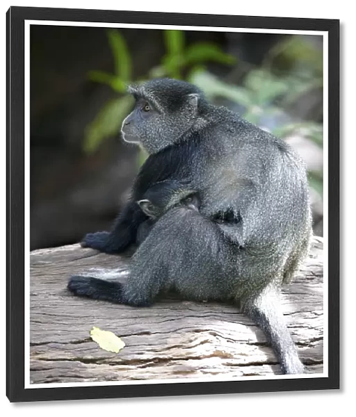 Blue Monkey or Diademed Monkey -Cercopithecus mitis-, Lake Manyara National Park, Tanzania, Africa