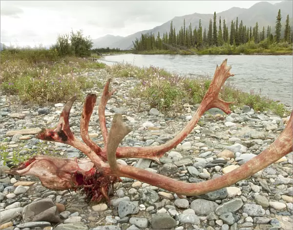 Kill site, bloody scull and antlers of a male, bull caribou, reindeer -Rangifer tarandus-, killed and eaten by wolves, shore of Wind River, Peel Watershed, Yukon Territory, Canada