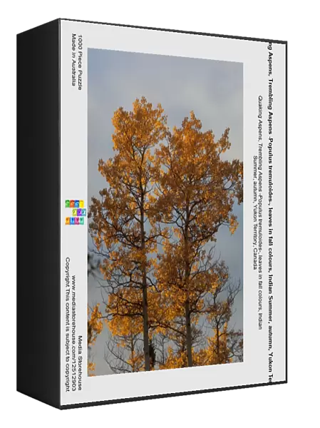 Quaking Aspens, Trembling Aspens -Populus tremuloides-, leaves in fall colours, Indian Summer, autumn, Yukon Territory, Canada
