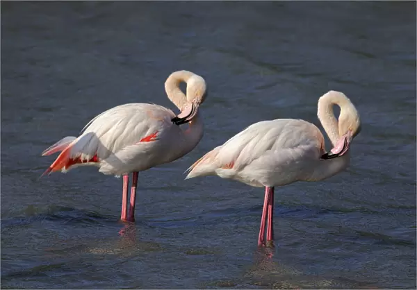 Two Greater Flamingos -Phoenicopterus roseus-, preening, Camargue, France, Europe