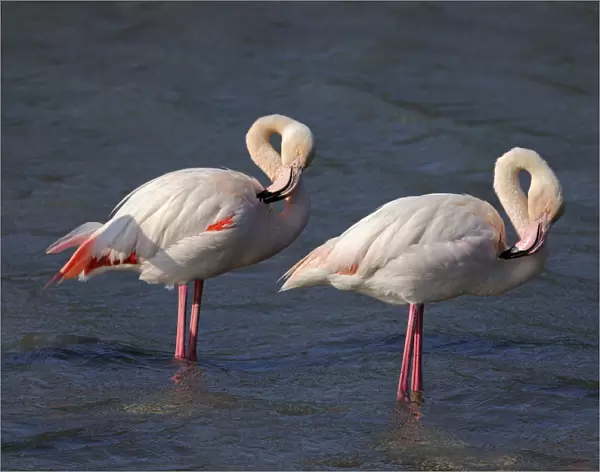 Two Greater Flamingos -Phoenicopterus roseus-, preening, Camargue, France, Europe
