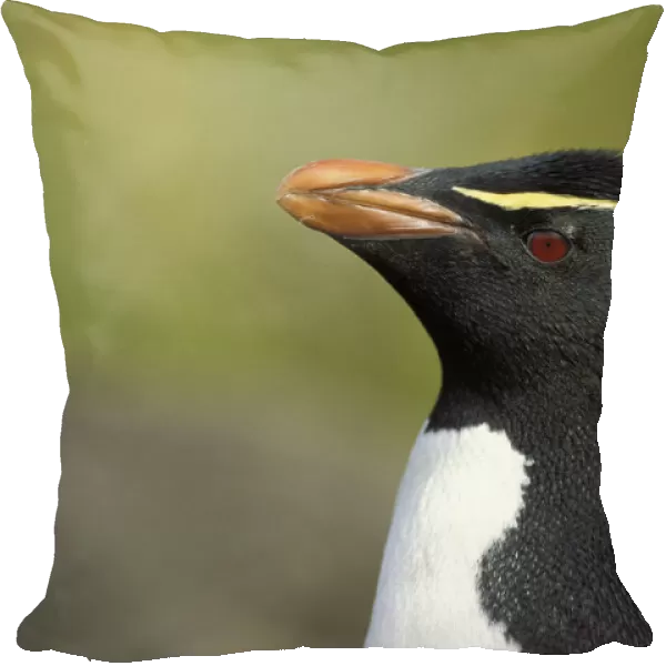 Rockhopper penguin -Eudyptes chrysocome-, Falkland Islands, Subantarctic, Antarctic