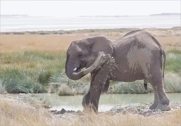 African Elephant -Loxodonta africana- sprayed itself with water, Etosha National Park, Namibia
