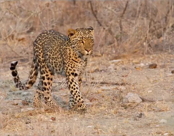 Leopard -Panthera pardus- roaming through its territory, Etosha National Park, Namibia