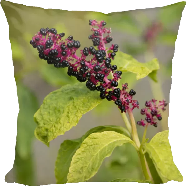 Red-ink Plant or Indian Pokeweed -Phytolacca acinosa-, infructescence, Thuringia, Germany