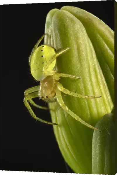 Cucumber Green Spider -Araniella cucurbitina-, young animal on a Bearded Iris -Iris germanica-, macro shot, Baden-Wurttemberg, Germany