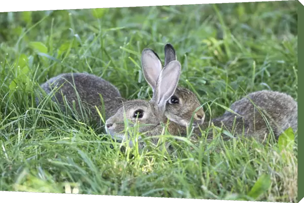 Common Rabbits -Oryctolagus cuniculus-, lying in the grass, Lower Austria, Austria