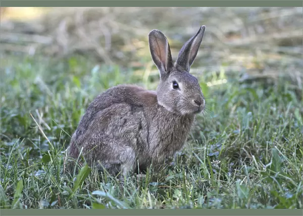 Common Rabbit -Oryctolagus cuniculus-, Lower Austria, Austria