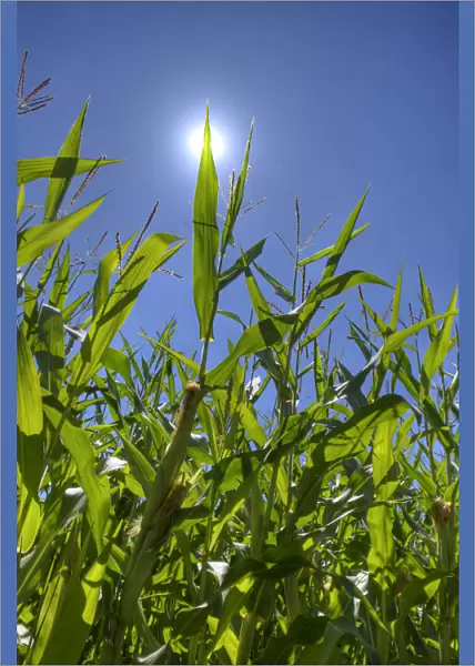 Corn field, sun, blue sky, Bergisches Land, North Rhine-Westphalia, Germany