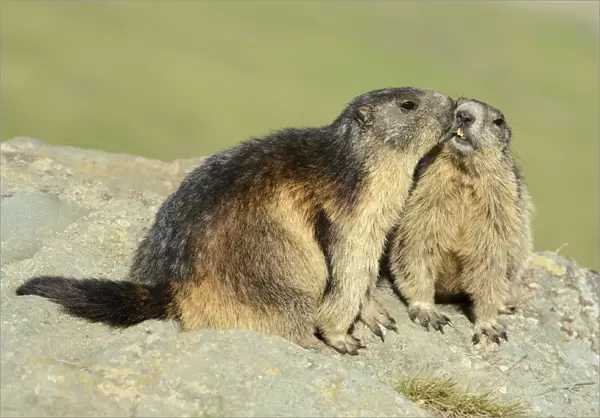 Two Alpine Marmots -Marmota marmota-, sniffing each other, Grossglockner, Hohe Tauern National Park, Tyrol, Austria