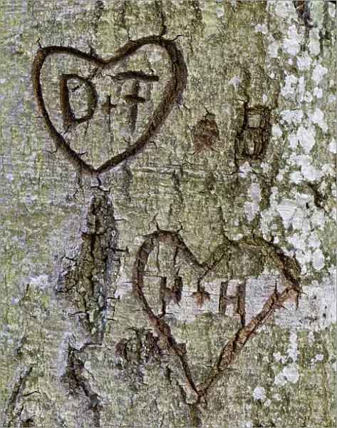 Hearts with the letters D and F, and H and H, carved into a tree bark, Bavaria, Germany