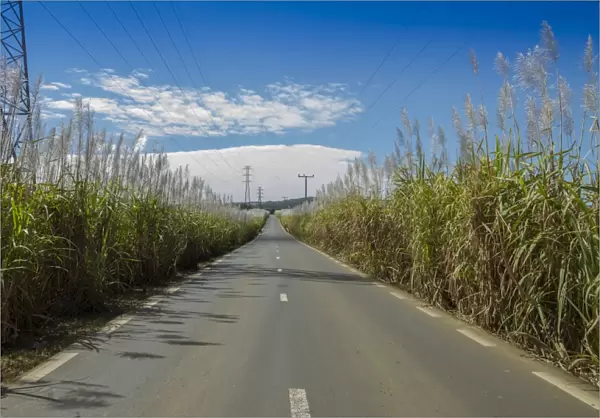 Road along sugar cane fields, Mauritius