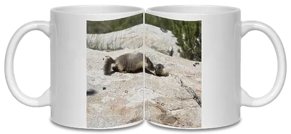 Yellow-bellied marmots -Marmota flaviventris-, Yosemite National Park, California, United States