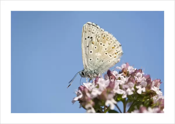 Adonis Blue Butterfly -Polyommatus bellargus-, Thuringia, Germany