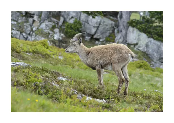 Young Alpine Ibex -Capra ibex-, Bernese Oberland, Canton of Bern, Switzerland