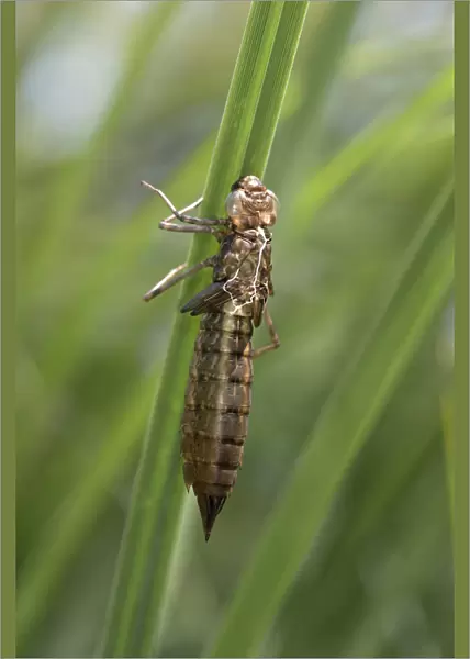 Emperor Dragonfly -Anax imperator-, empty larvae skin or exuvia, Versoix, Canton of Geneva, Switzerland