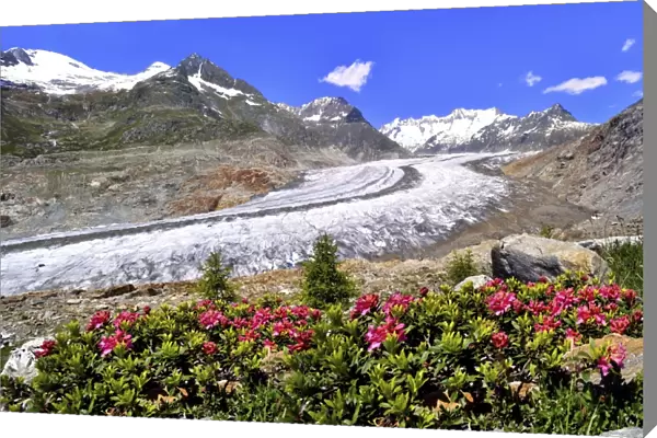 Great Aletsch Glacier, UNESCO World Heritage Site, alpenroses at the front, Riederalp, Bettmeralp, Canton of Valais, Switzerland
