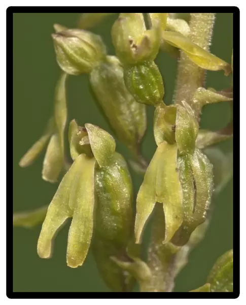 Common Twayblade -Listera ovata-, inflorescence, Neresheim, Baden-Wurttemberg, Germany
