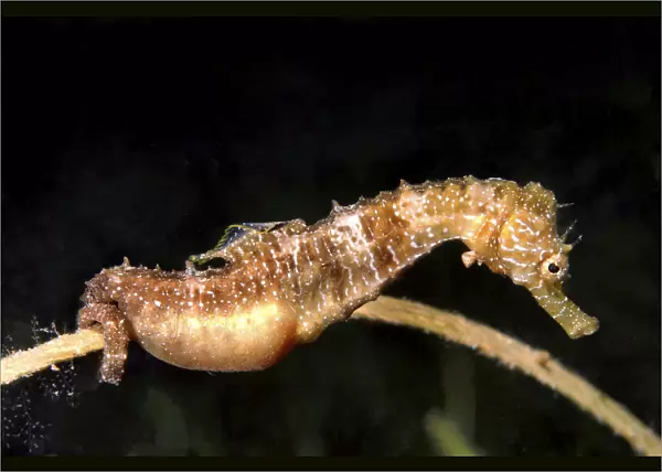 Short-snouted Seahorse -Hippocampus hippocampus-, male with eggs, Black Sea, Crimea, Ukraine