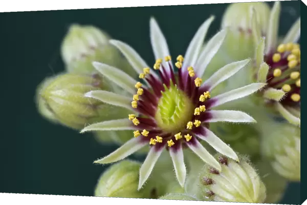 Houseleek -Sempervivum grandiflorum-, flowering