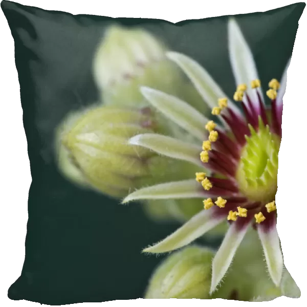 Houseleek -Sempervivum grandiflorum-, flowering