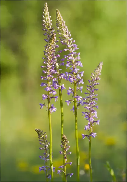 Fragrant orchid -Gymnadenia conopsea-, flowering, Leutra, Thuringia, Germany