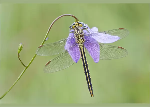 Western Clubtail -Gomphus pulchellus- on a Spreading Bellflower -Campanula patula-, North Hesse, Hesse, Germany