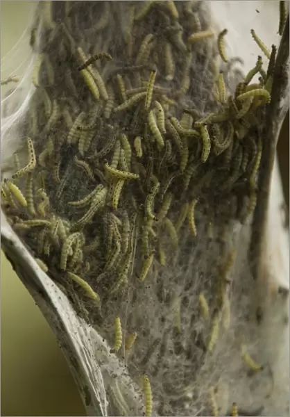 Caterpillars of the Ermine Moth -Yponomeuta sp. -, Bergisches Land, North Rhine-Westphalia, Germany