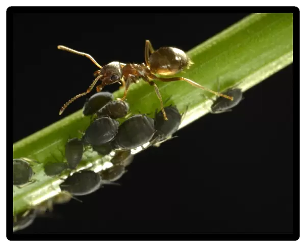 Aphids -Aphidoidea- being milked by an Ant -Formidicae-, beneficial insects and pests, macro shot, Baden-Wurttemberg, Germany