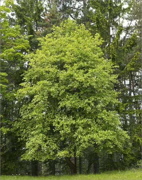 Common Whitebeam -Sorbus aria-, Thuringia, Germany